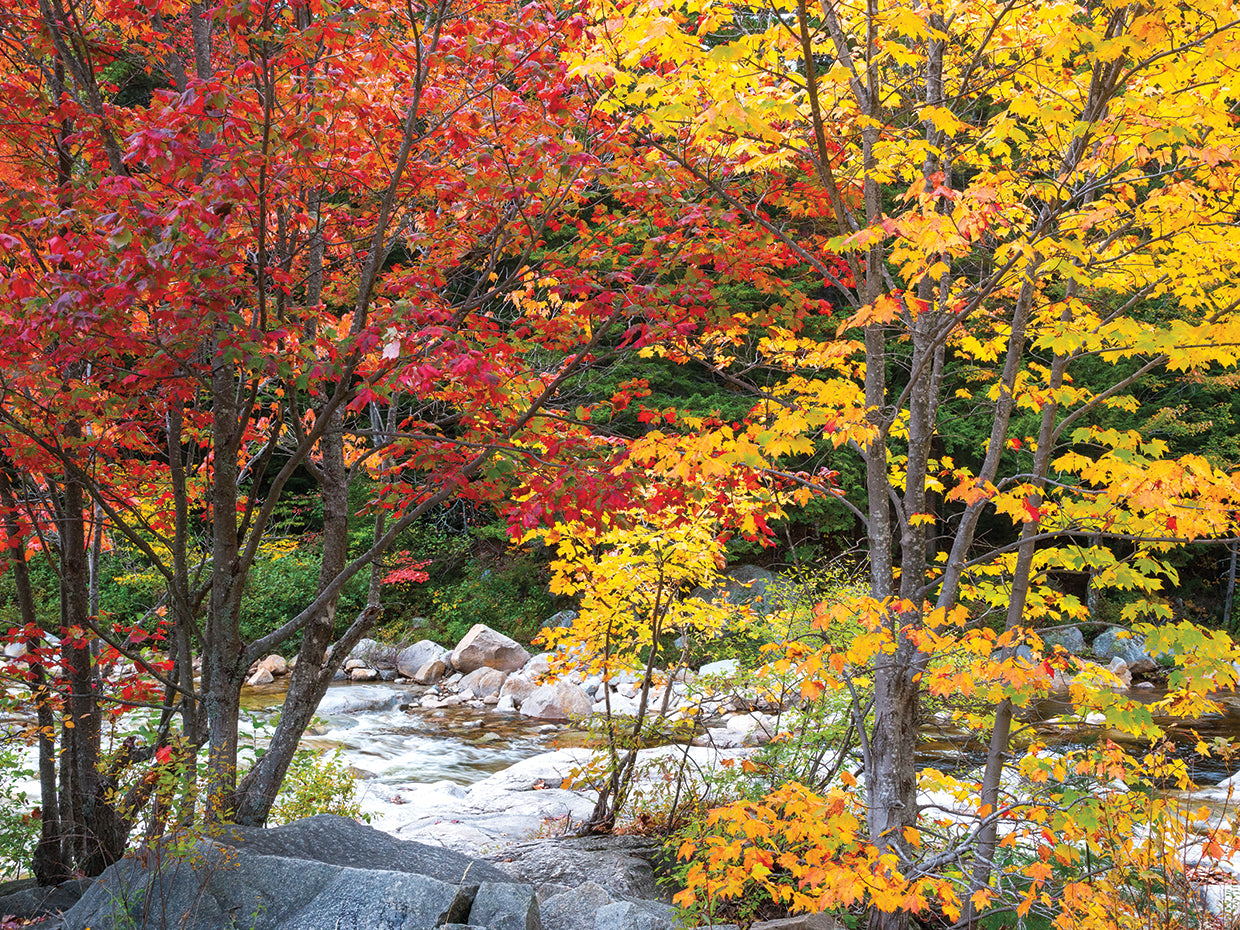 Fall by the River