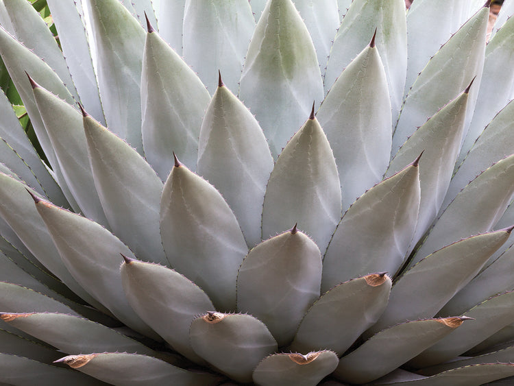 Fall Desert Plant Life 1