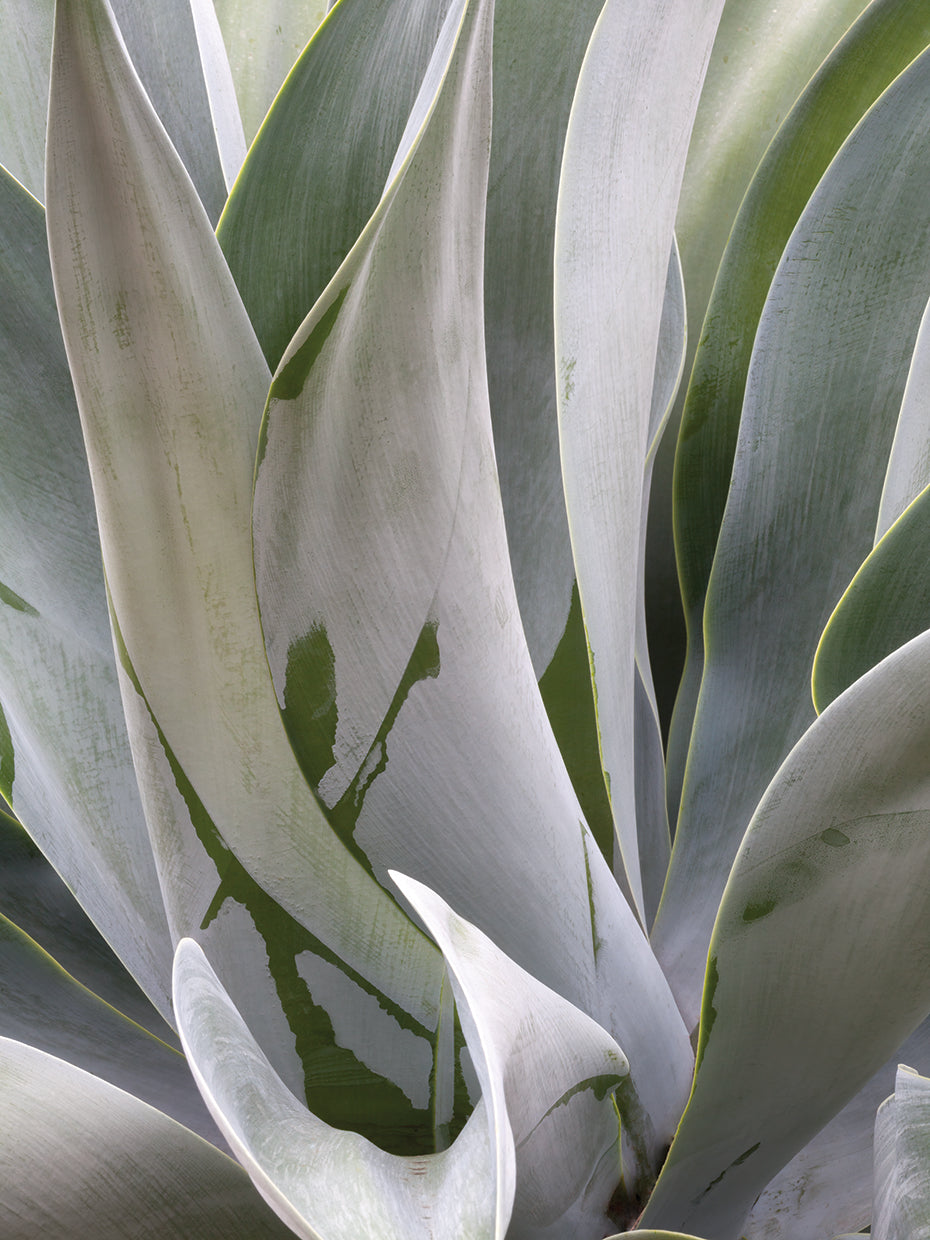 Summer Desert Plant Life 1