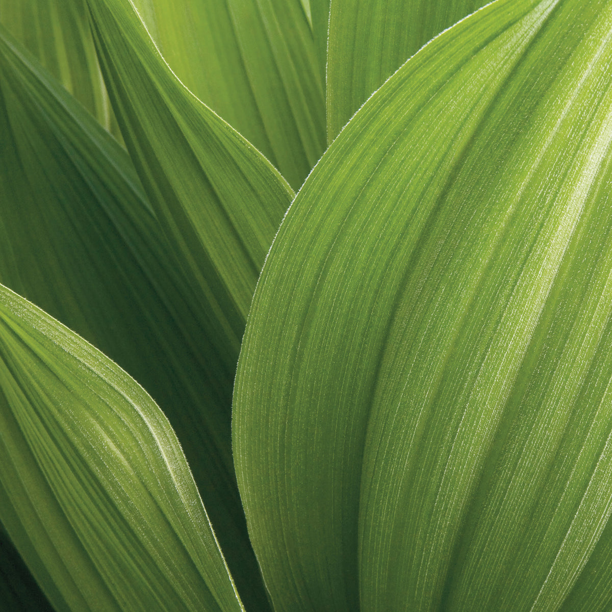 Corn Lily