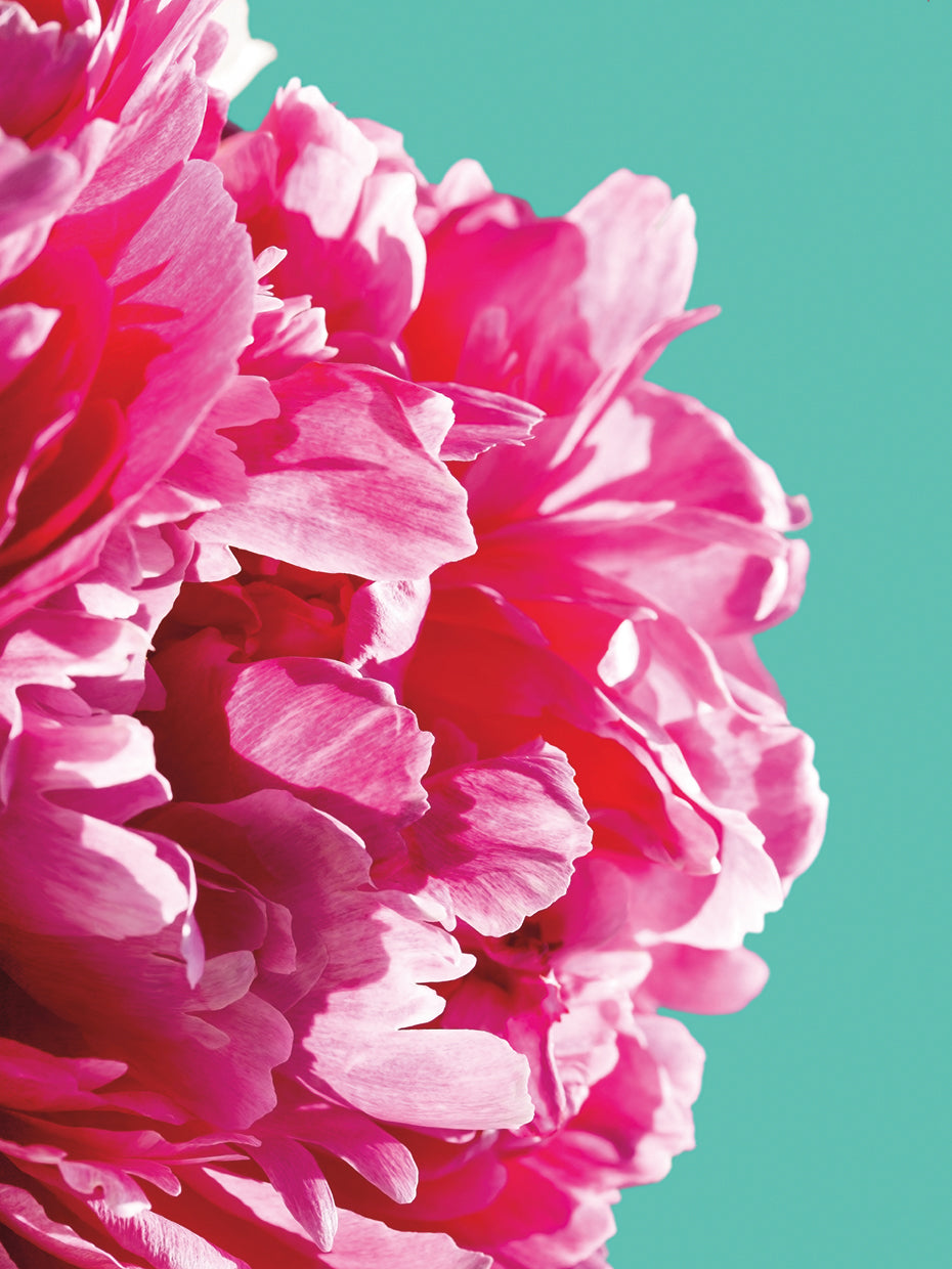Pink Peony