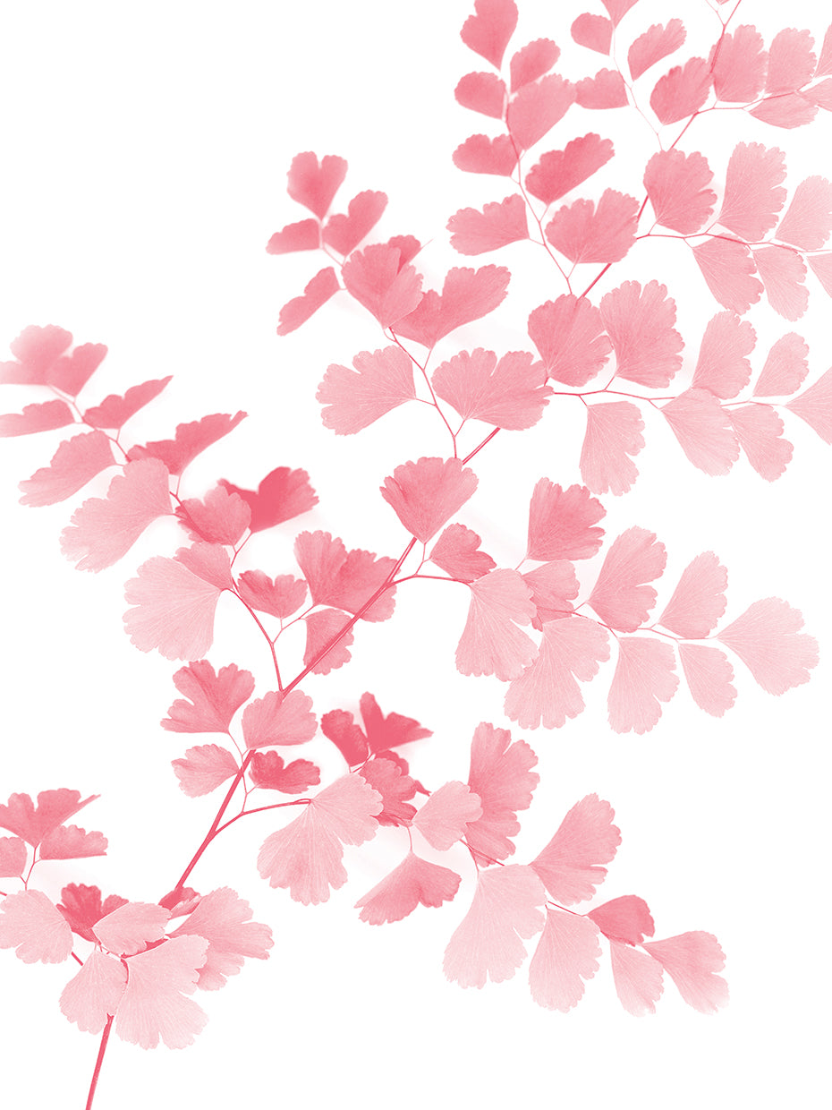 Pink Maidenhair