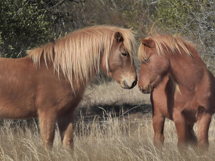 Assateague Horses III