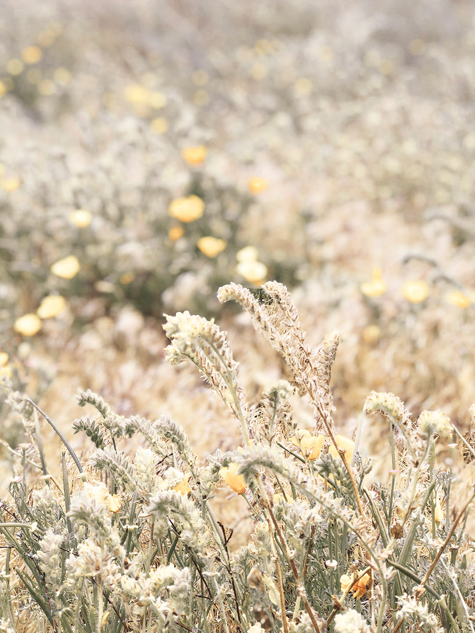 Sweet Vintage Field