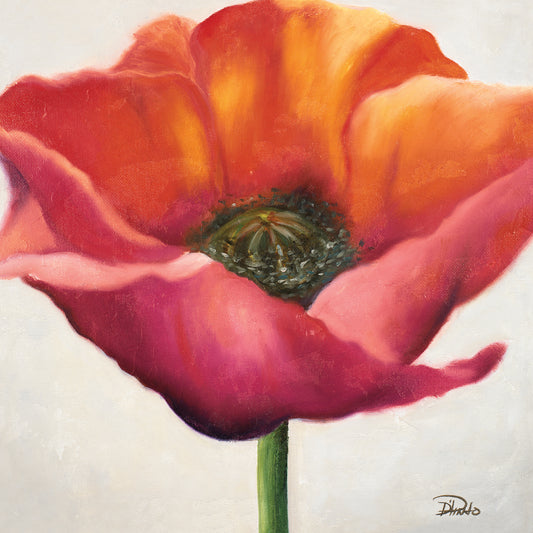 Poppy Flower I Canvas Print
