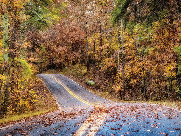 Woodland Road II