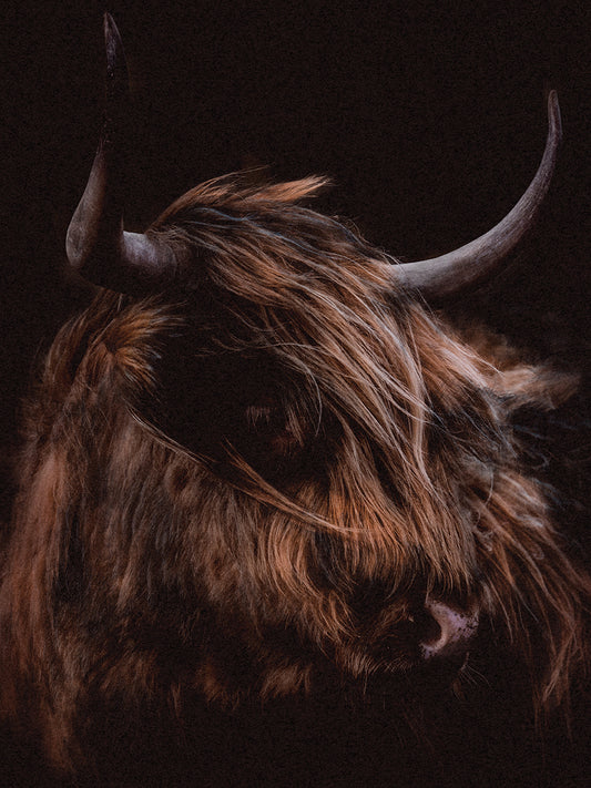 Moody Cow Canvas Print