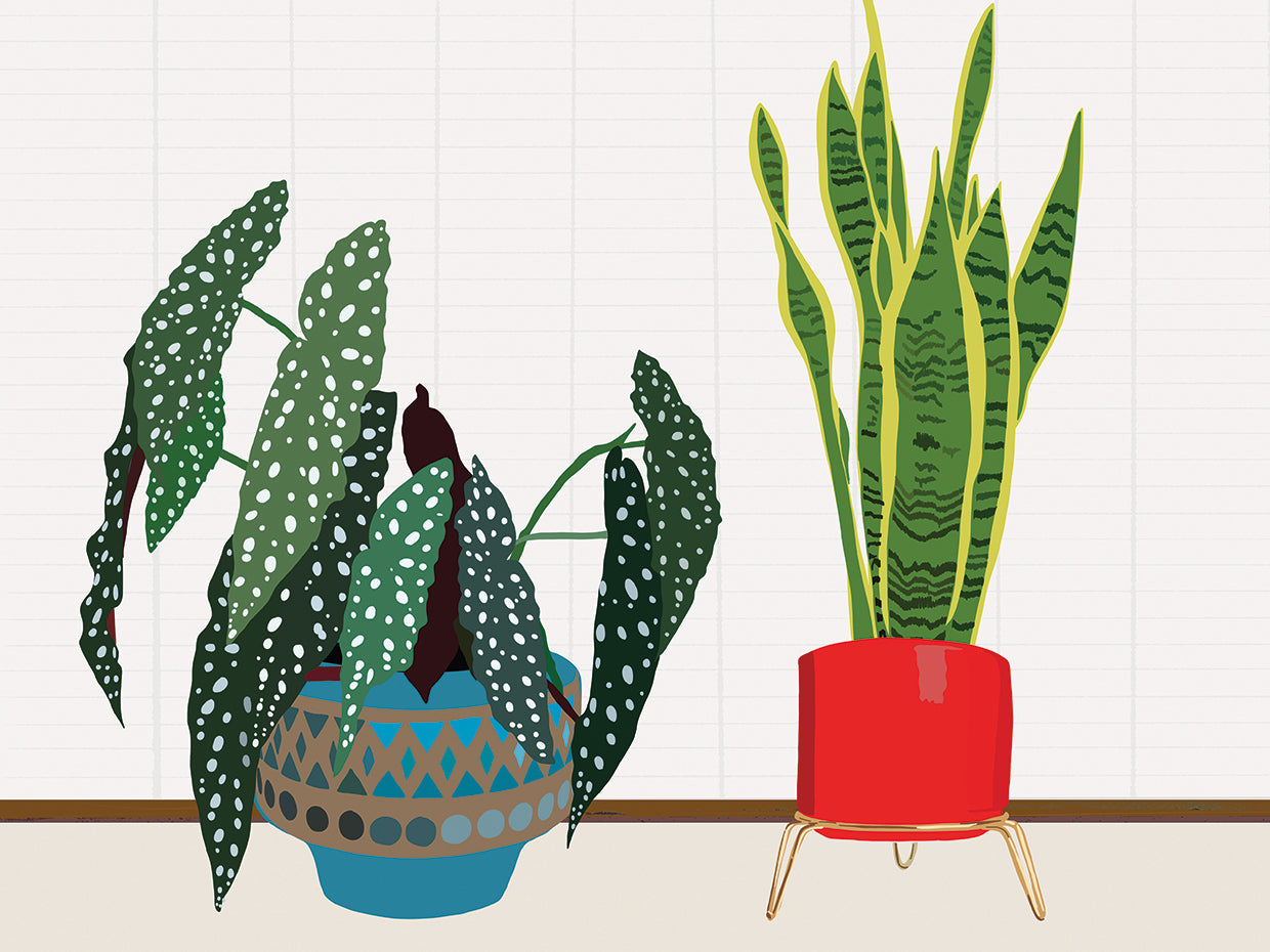 Potted Plant Friends I