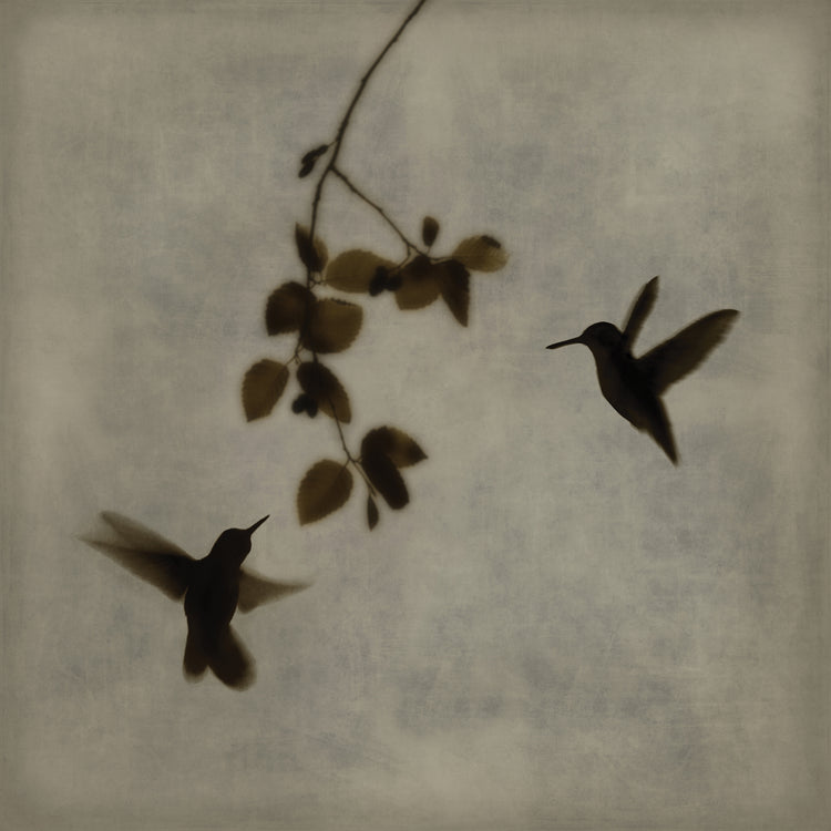 Danza en vuelo II Lienzo