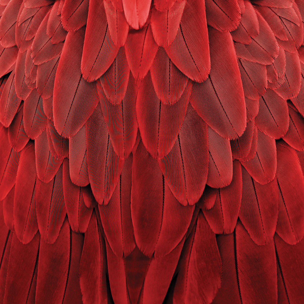 Feathered Friend - Red
