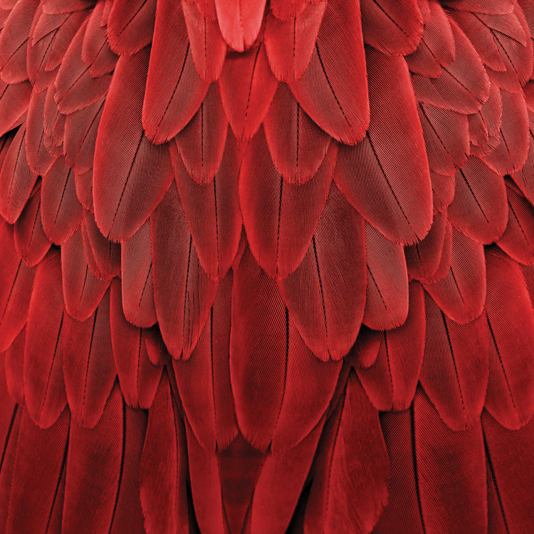 Feathered Friend - Red