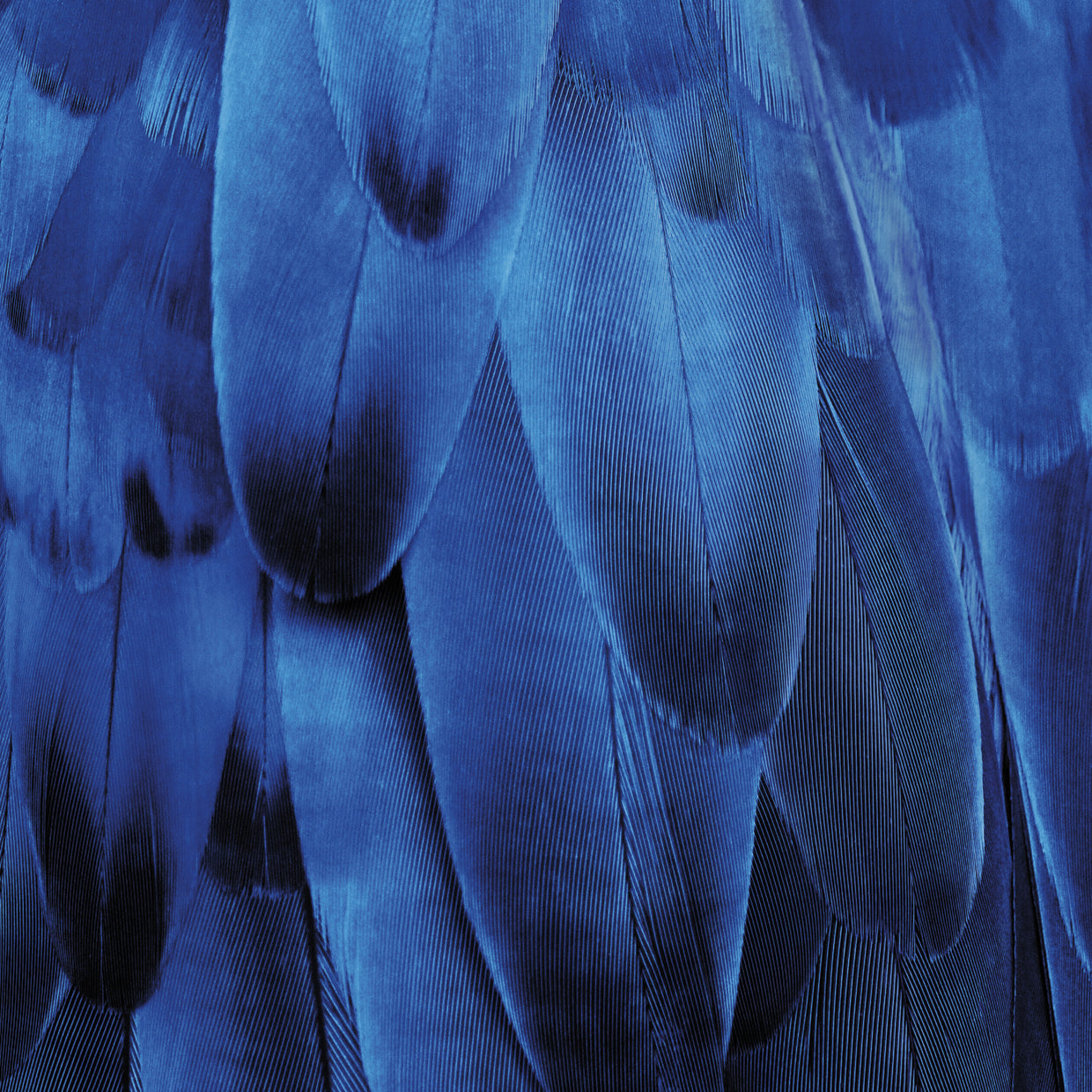 Feathered Friend - Indigo