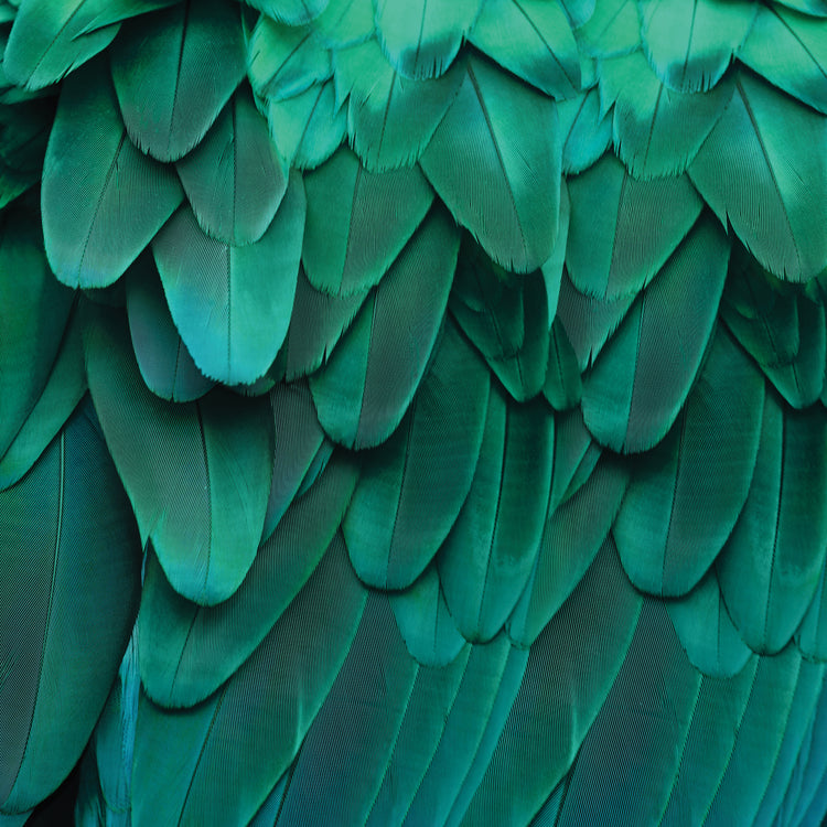 Feathered Friend - Aqua