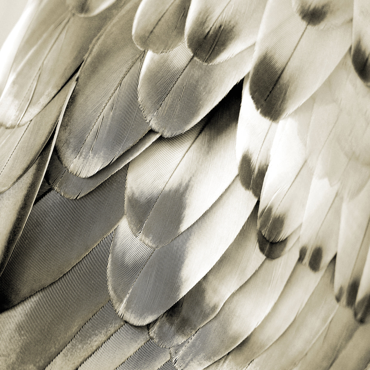 Feathered Friend - Pearl IV