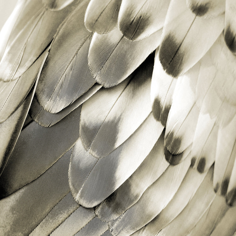 Feathered Friend - Pearl IV