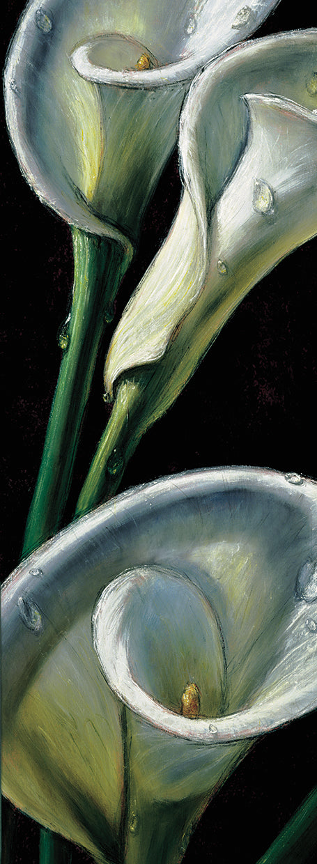 Dewdrop Callas