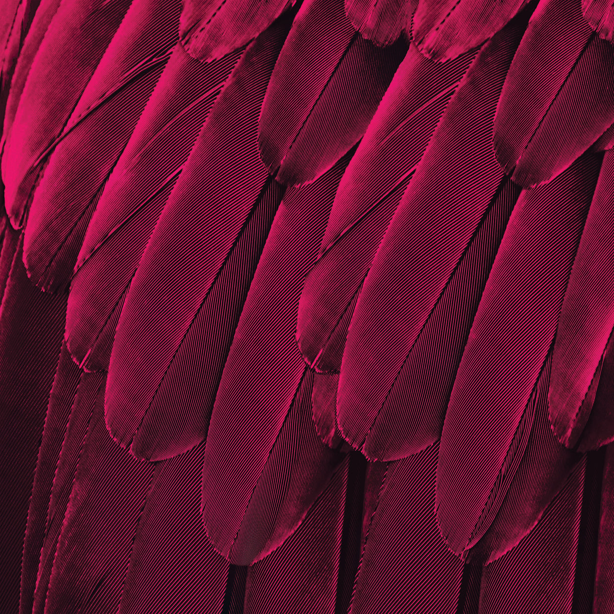 Feathered Friend - Magenta