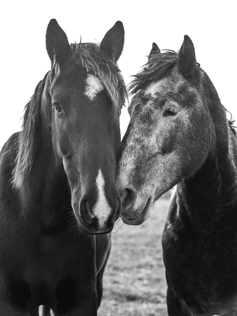 Good Friends Mane
