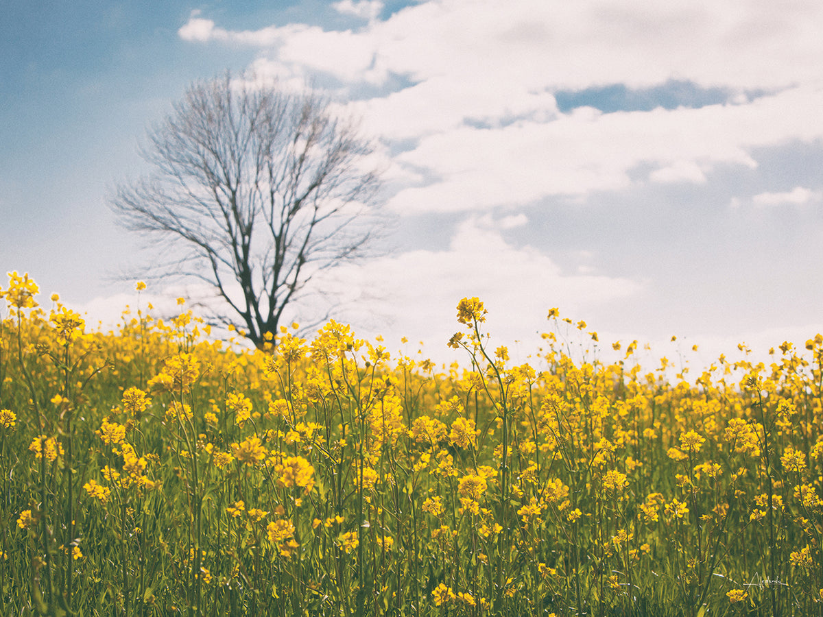 Spring Meadow