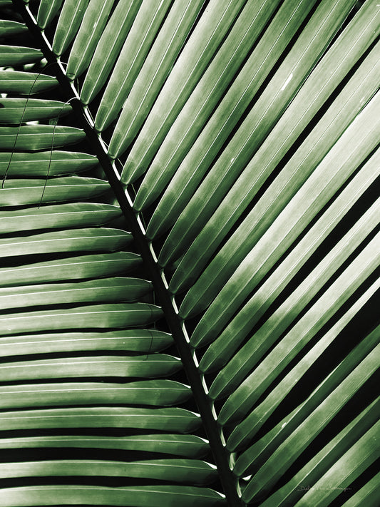 Palm Frond I Green Canvas Print