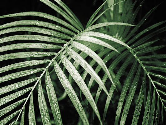 Palm Fronds Green Canvas Print