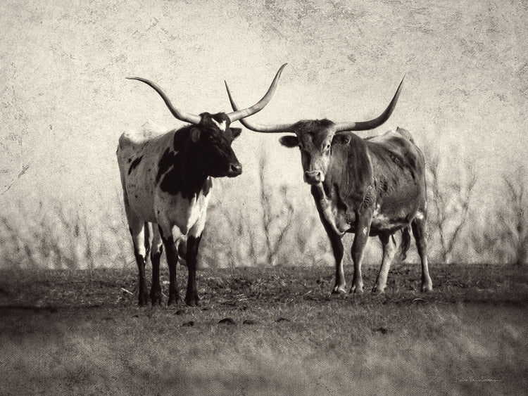 Texas Longhorns
