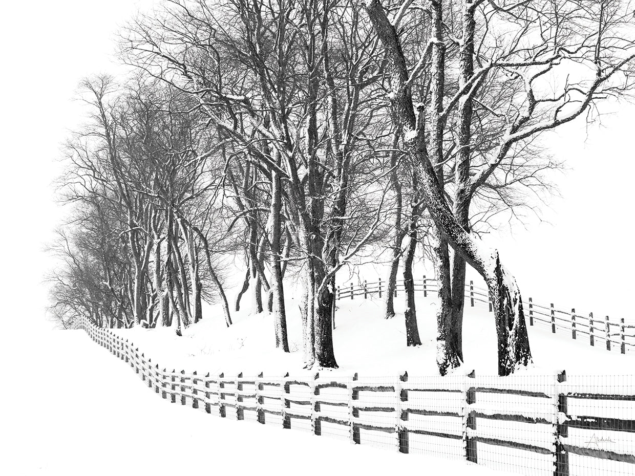 Winter Wonderland