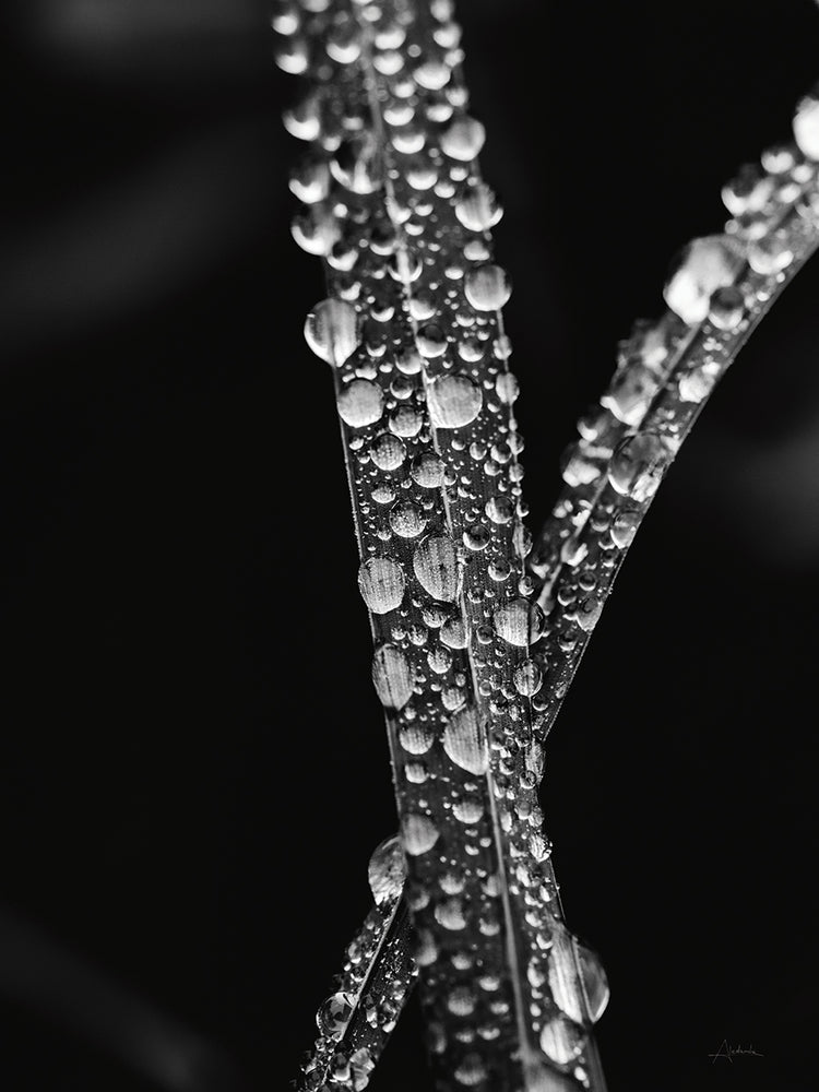 Water Droplets