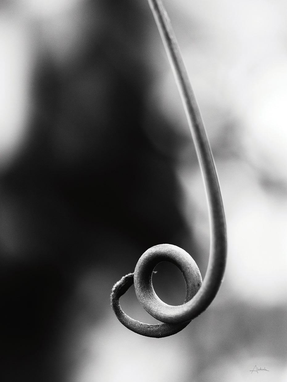 Curly Cue