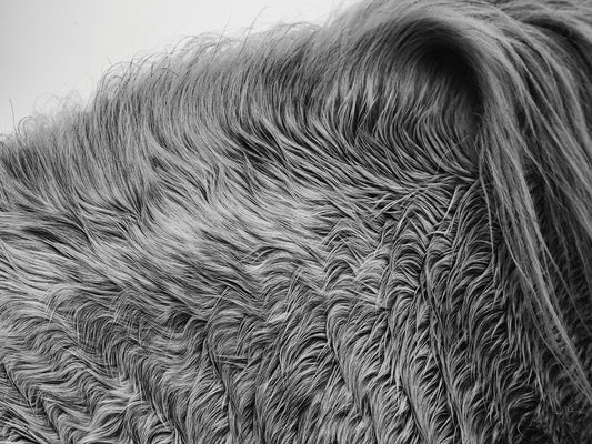 Horse Hair Canvas Print