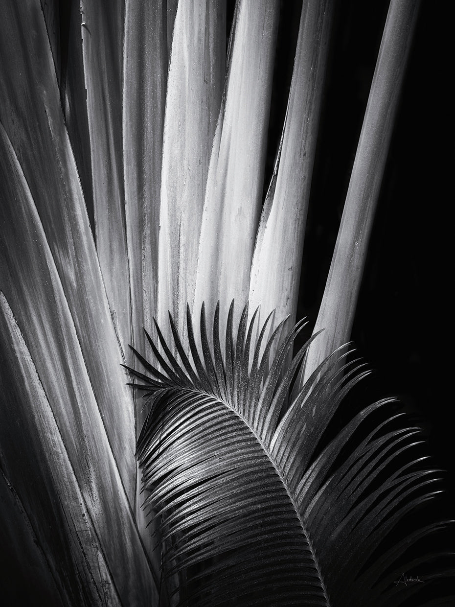 Tropical II