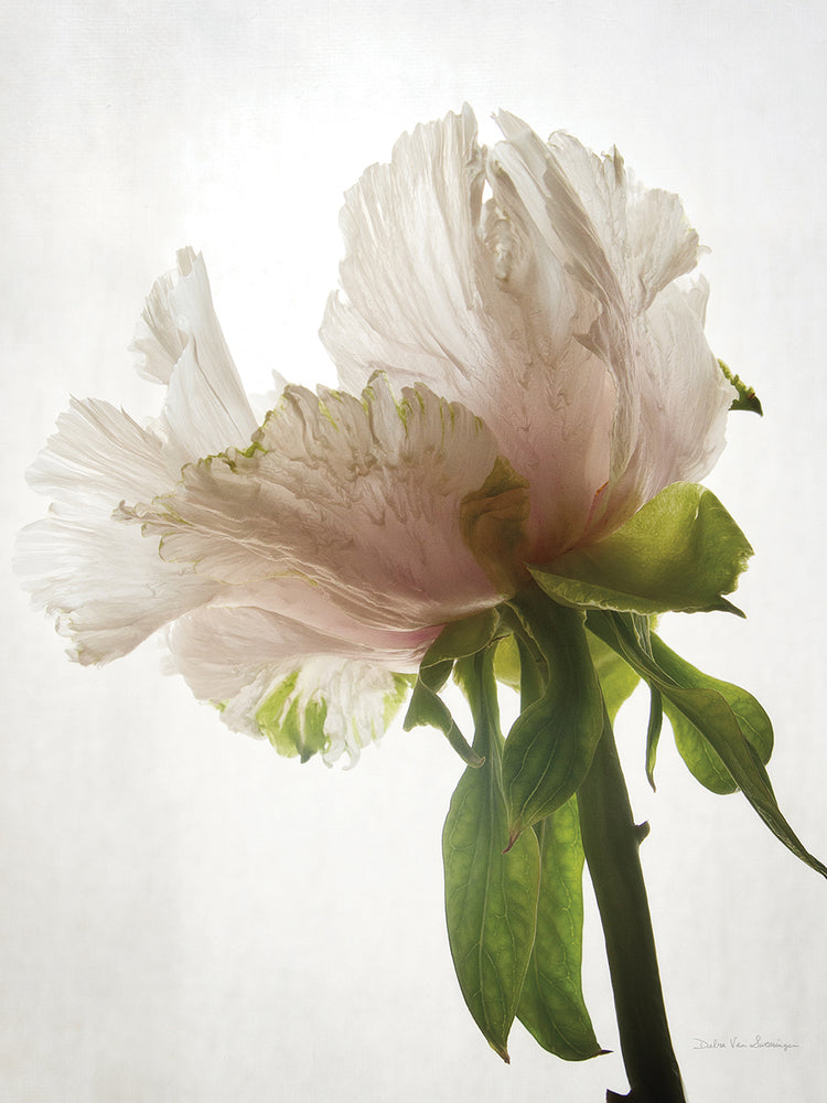 Translucent Peony VIII
