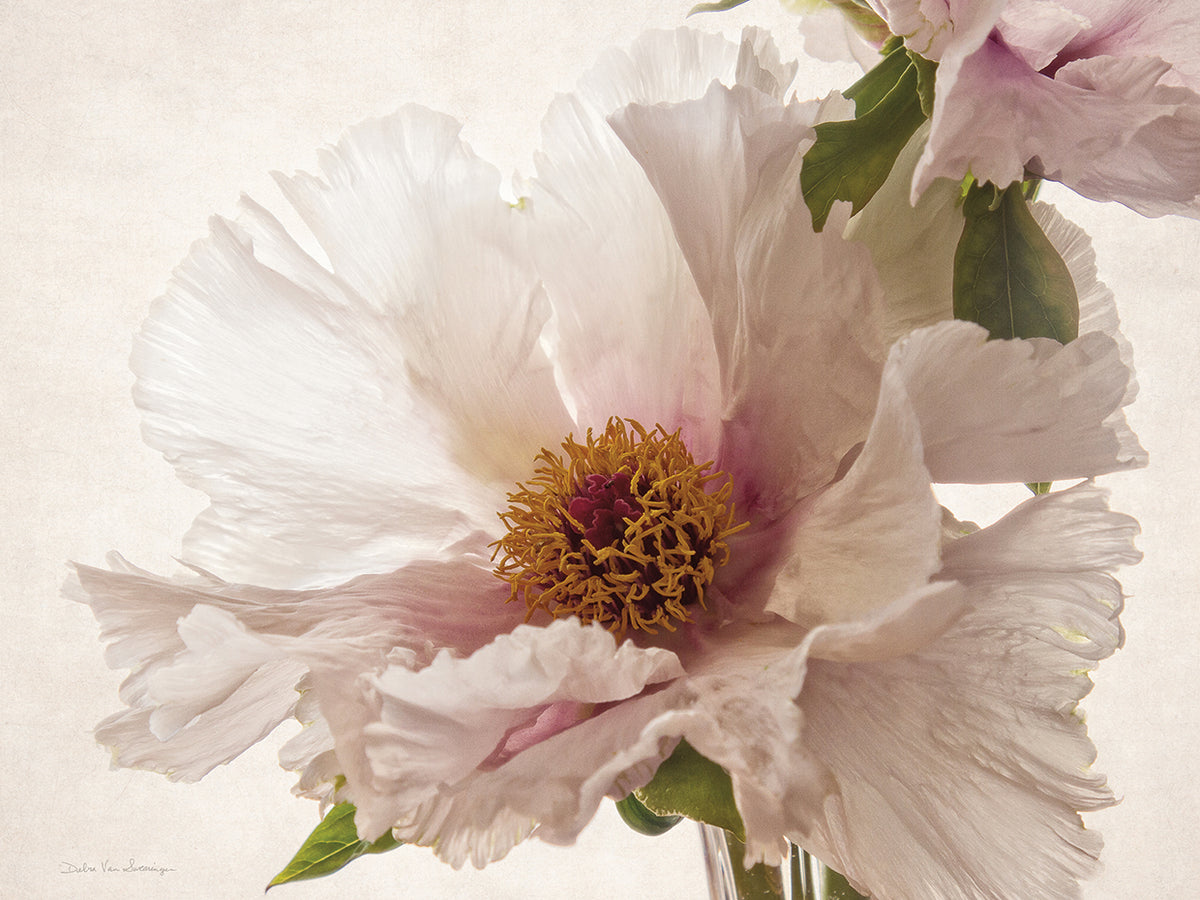Translucent Peony V