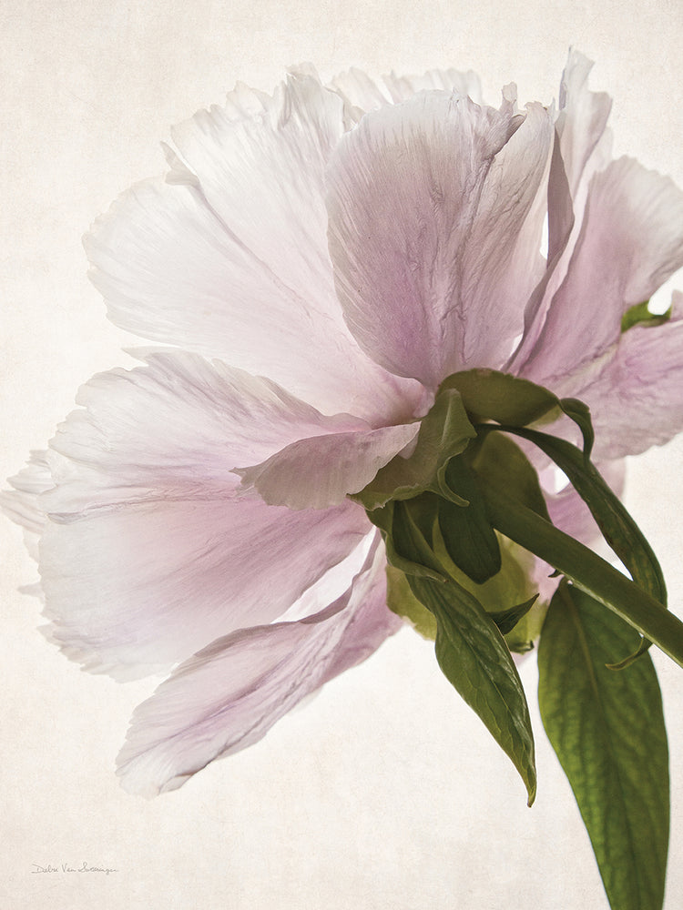 Translucent Peony III