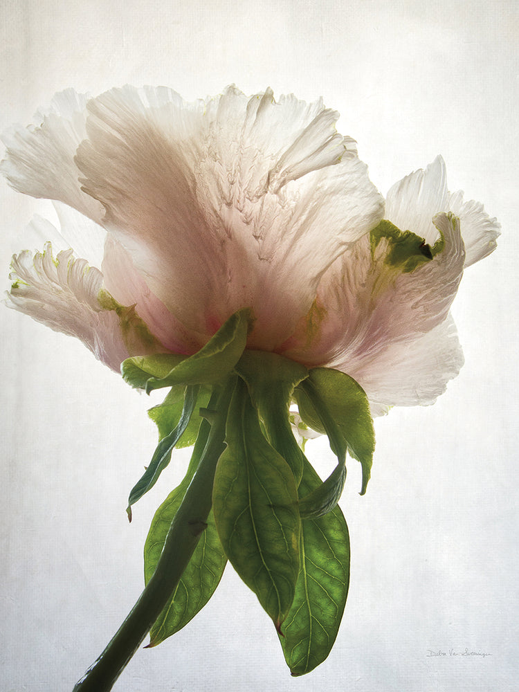 Translucent Peony VII