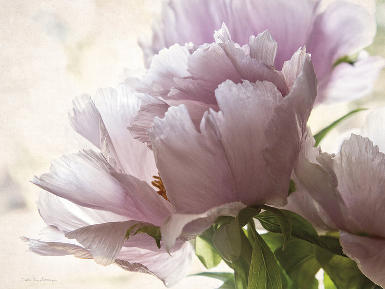 Translucent Peony I