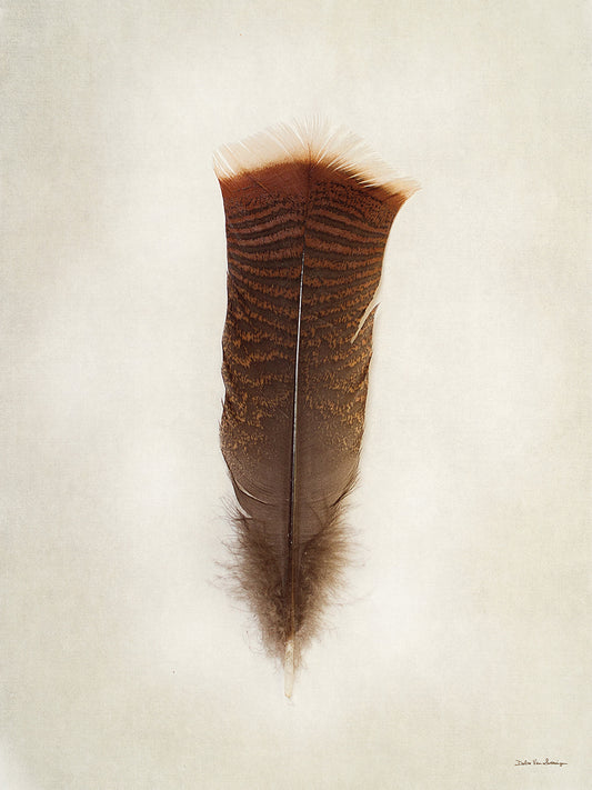 Feather III Canvas Print
