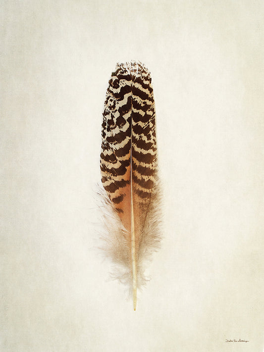 Feather I Canvas Print