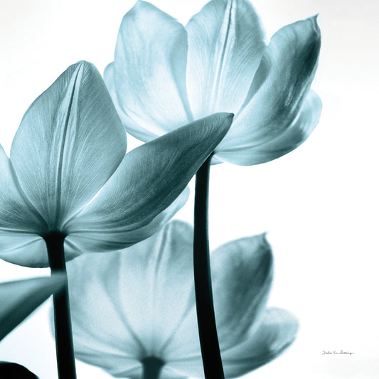 Translucent Tulips III Sq Aqua Crop Canvas Print