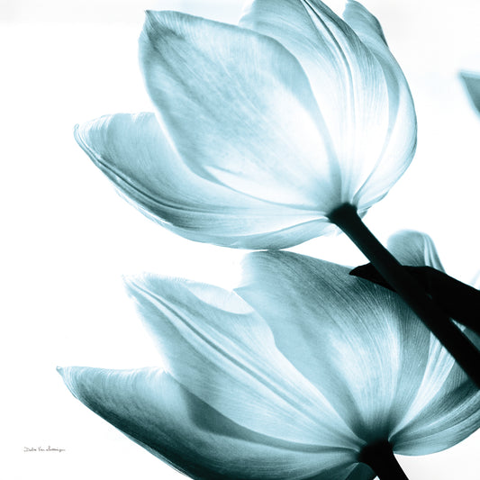 Translucent Tulips II Sq Aqua Crop Canvas Print