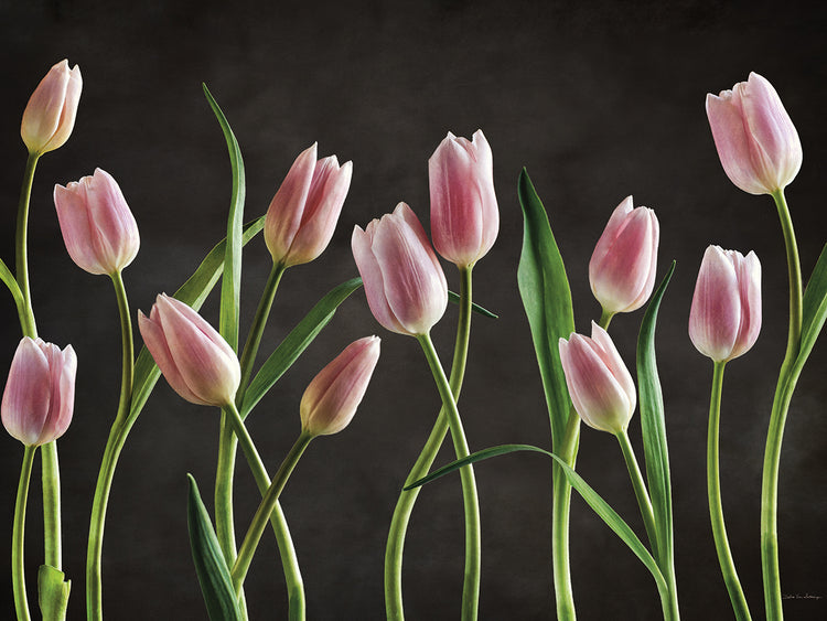 Tulipanes de primavera IX Lienzo