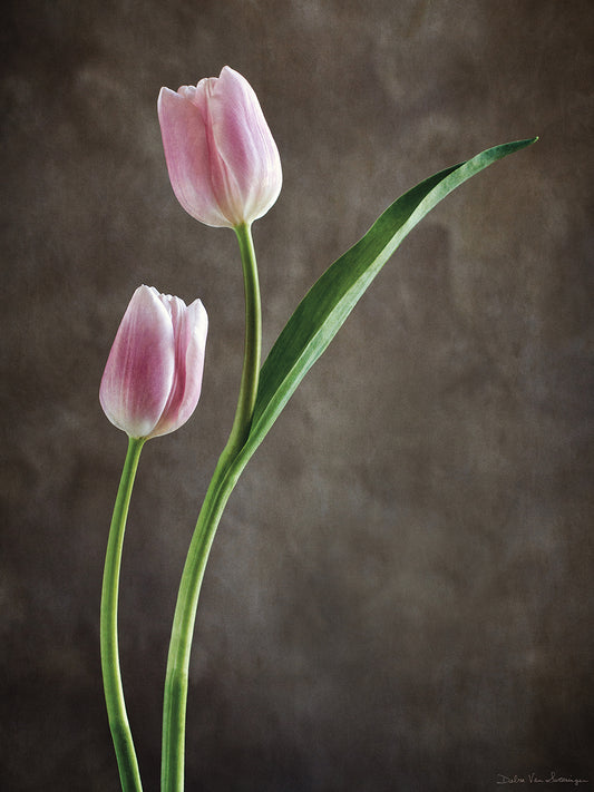 Spring Tulips IV