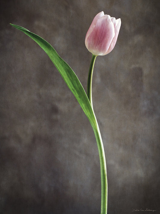 Spring Tulips II Canvas Print