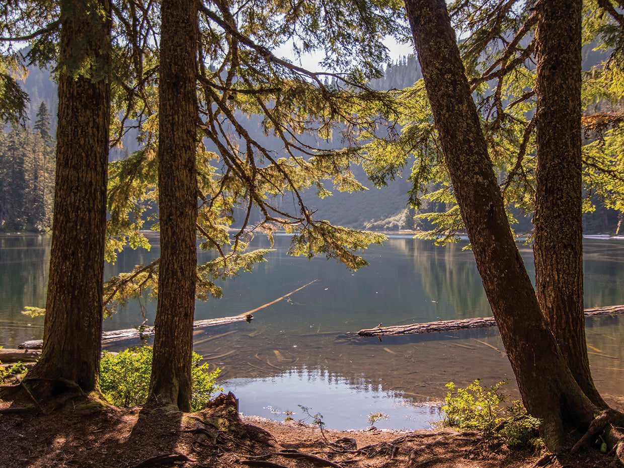 GLIMPSE BETWEEN THE TREES