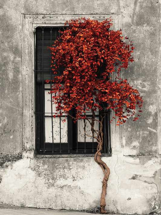 Red Color Pop Tree Canvas Print