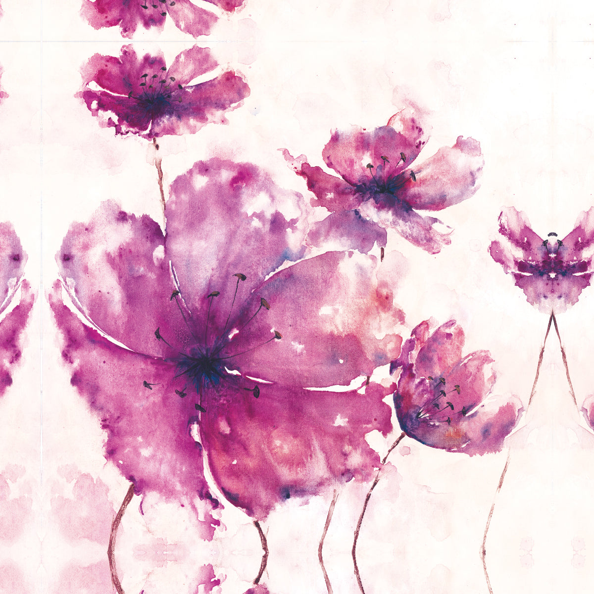Purple Poppy 1