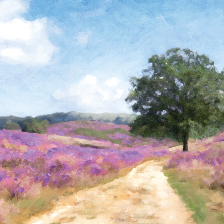 Lavender Fields
