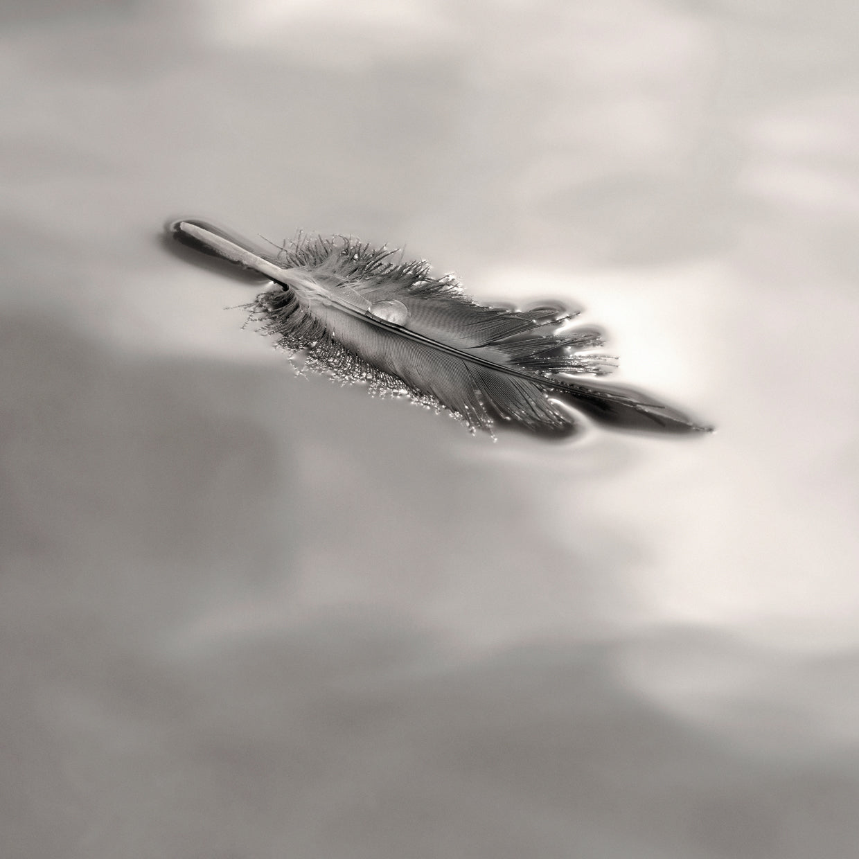 Pluma en Liquid Sky Lienzo