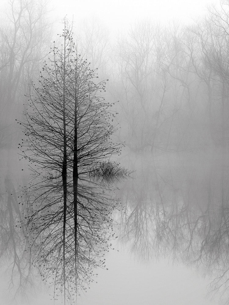 Árboles del lago en la niebla de invierno Lienzo