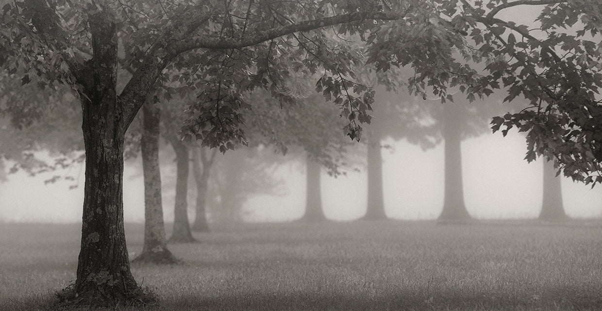 Trees In Early Autumn
